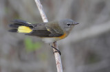 American Redstart