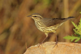 Northern Waterthrush