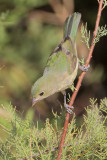 Painted Bunting