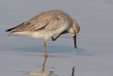 Red Knot