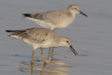 Red Knot