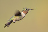 Ruby-throated Hummingbird