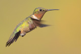 Ruby-throated Hummingbird