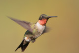 Ruby-throated Hummingbird