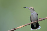 Ruby-throated Hummingbird