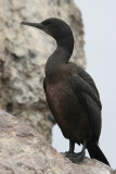 Brandts Cormorant