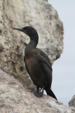 Pelagic Cormorant