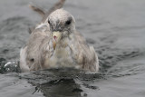 Northern Fulmar