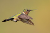Ruby-throated Hummingbird