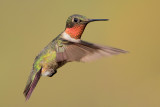 Ruby-throated Hummingbird