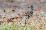 Long-billed Thrasher