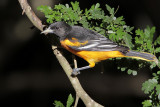 Baltimore Oriole