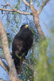 Zone-tailed Hawk