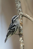 Black-and-white Warbler