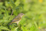 Nashville Warbler