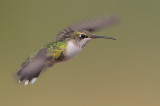 Ruby-throated Hummingbird