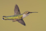 Ruby-throated Hummingbird