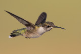 Ruby-throated Hummingbird