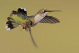 Ruby-throated Hummingbird