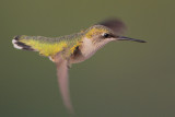 Ruby-throated Hummingbird