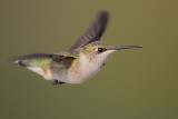 Ruby-throated Hummingbird
