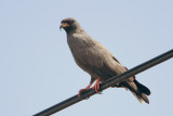 Snail Kite