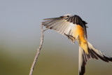 Scissor-tailed Flycatcher