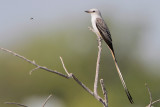 Scissor-tailed Flycatcher