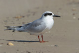 Forsters Tern