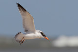 Caspian Tern