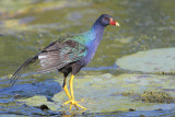 Purple Gallinule