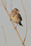 Savannah Sparrow