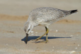 Red Knot