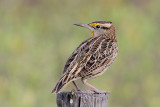 Eastern Meadowlark