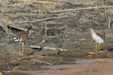 Killdeer