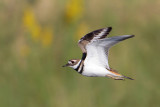 Killdeer