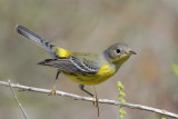 Magnolia Warbler