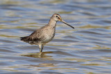 Long-billed Dowitcher