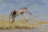 Long-billed Dowitcher