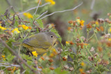 Nashville Warbler