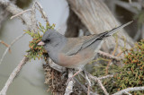 Dark-eyed Junco