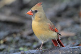 Northern Cardinal