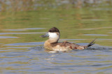 Ruddy Duck