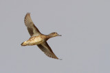 Green-winged Teal