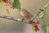 Eastern Bluebird