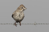 Lark Bunting