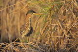 Green Heron