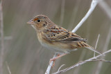 Grasshopper Sparrow