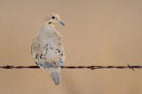 Mourning Dove