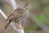 Savannah Sparrow